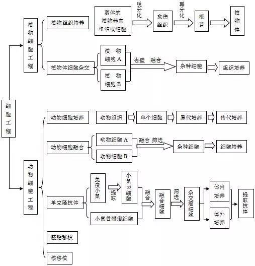 細(xì)胞實(shí)驗(yàn)室工程